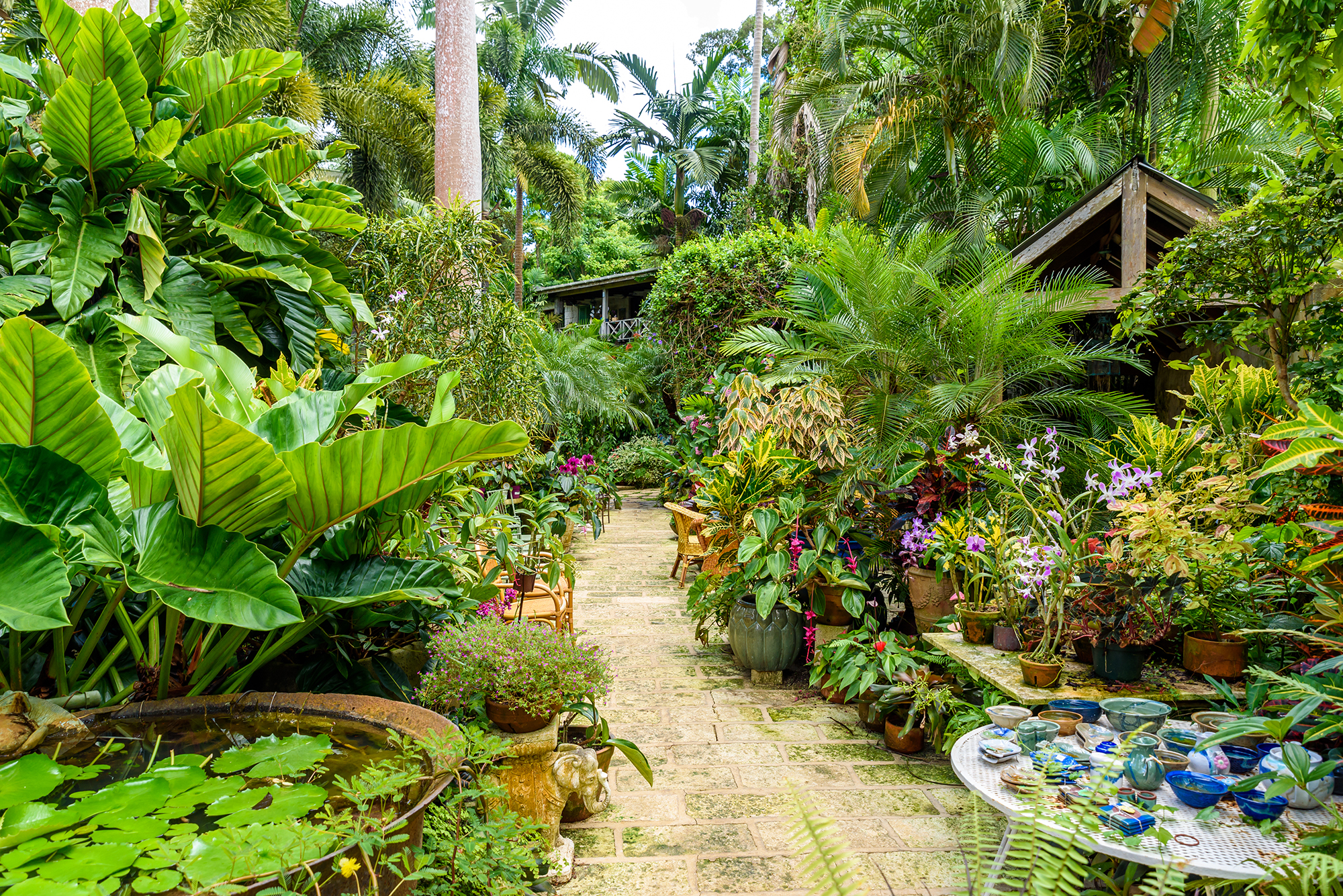 Lush tropical garden with dense flowering vegetation