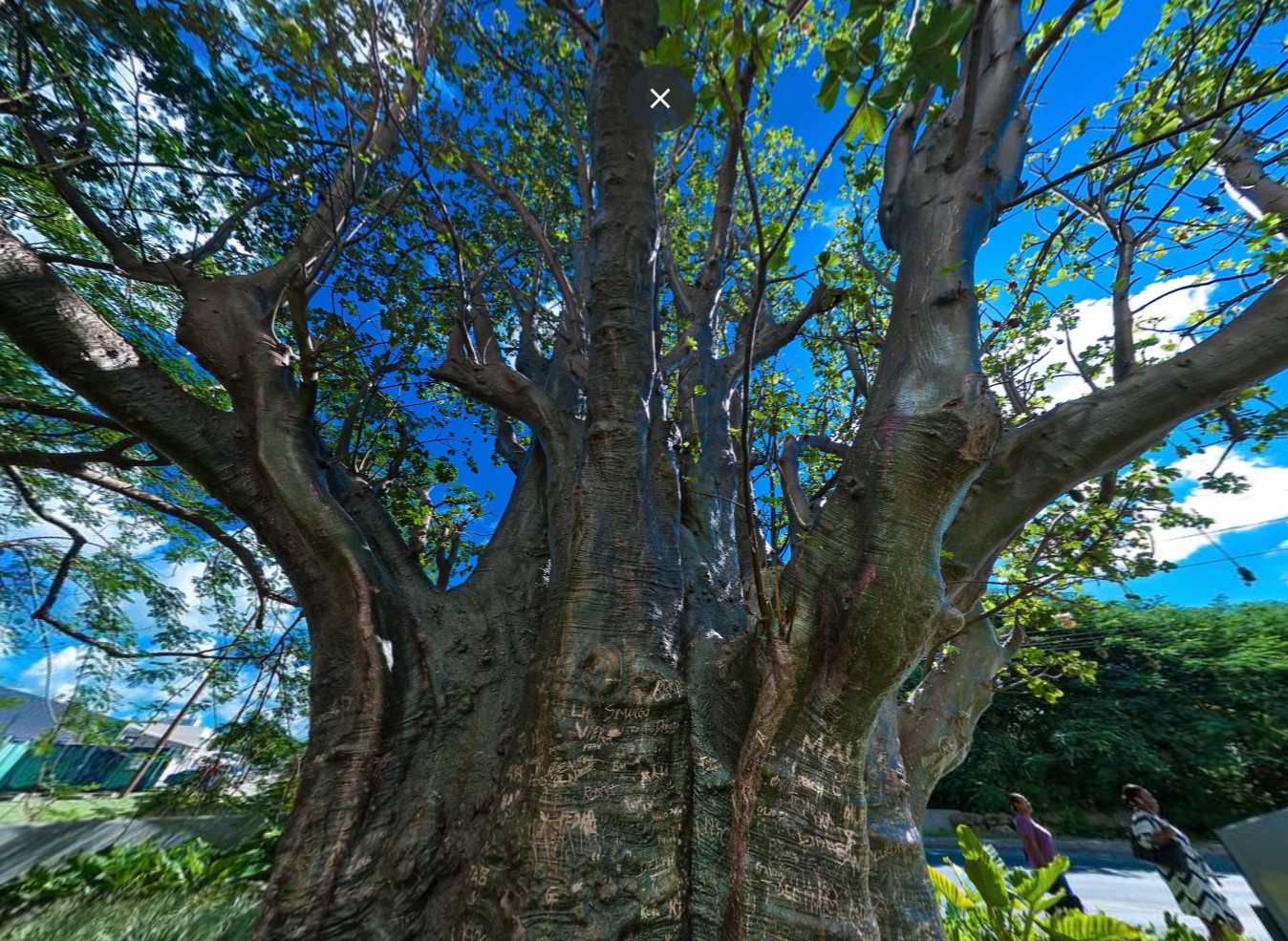 Baobab (Giant) Tree
