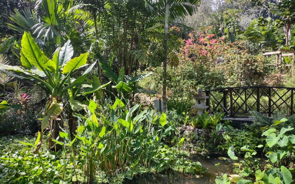 Dense tropical garden filled with palms and flowering plants